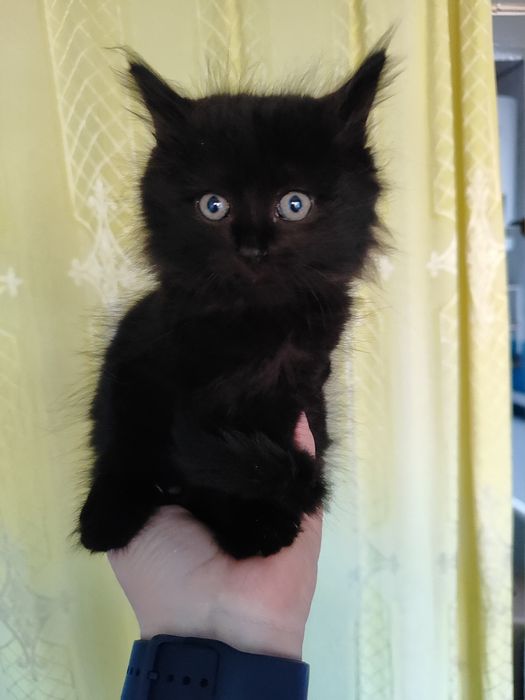 Віддам кошеня до родини