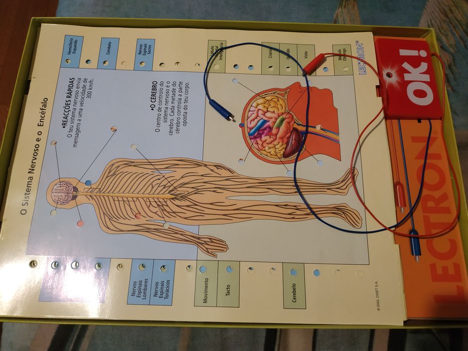 Jogo Electron Conhece o teu corpo430538057979668481