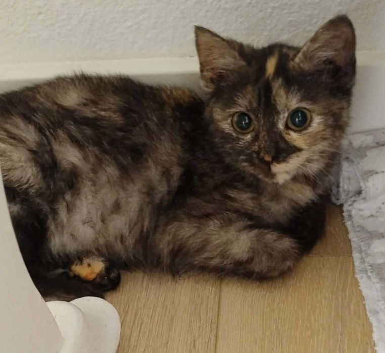 Kociaki szukają kochających domów - mają ok. 4 mcy