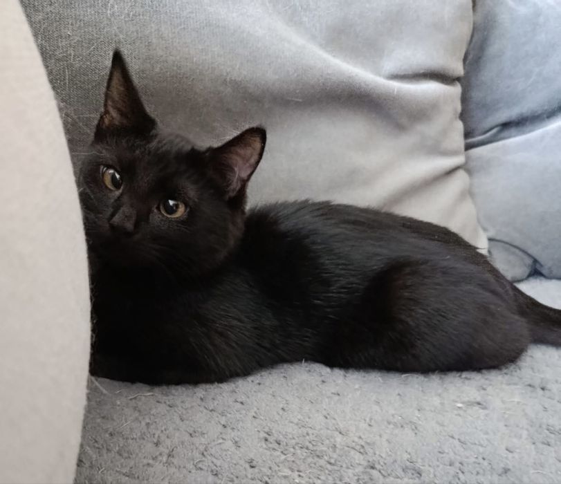 Кошеня (дівчинка, вік 7 міс)