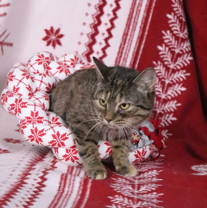 Chilli – delikatna, kochana kotka szuka spokojnego domu