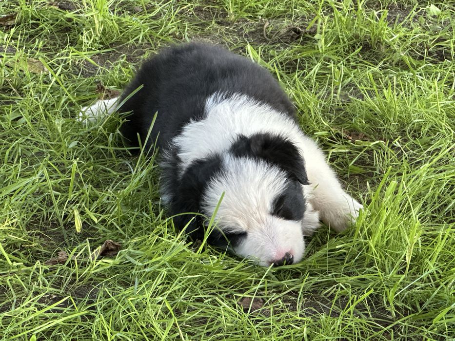 Suczka  Border collie z rodowodem