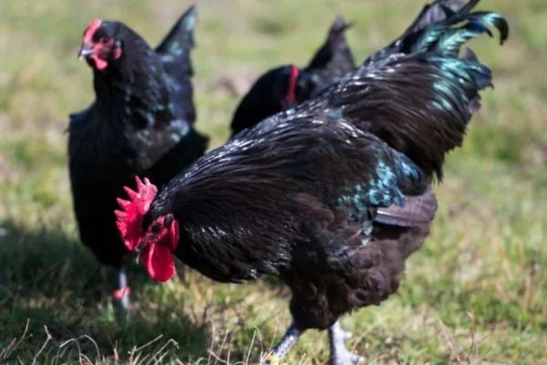 Pintos: Cornish,Malines,Indio gigante e ovos fecundados das mesmas  raças também Jersey GIGANTE negro e azul