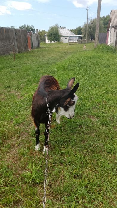 Молодая козочка коза