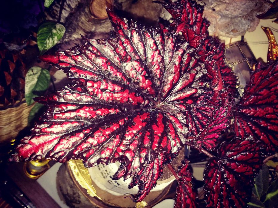 Begonia NoID Red Spider Black Web potwór TOTALNY UNIKAT Monstera