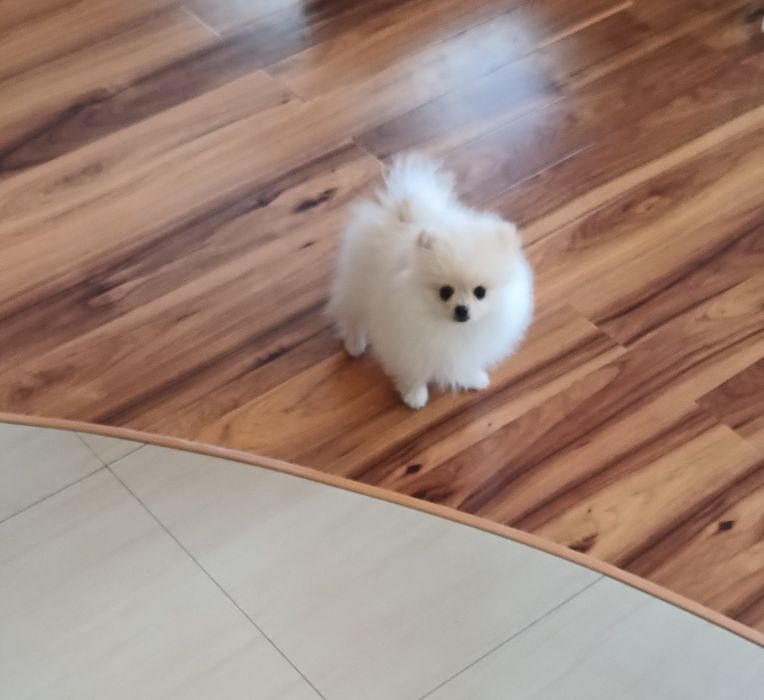 Szpic miniaturowy Pomeranian piesek
