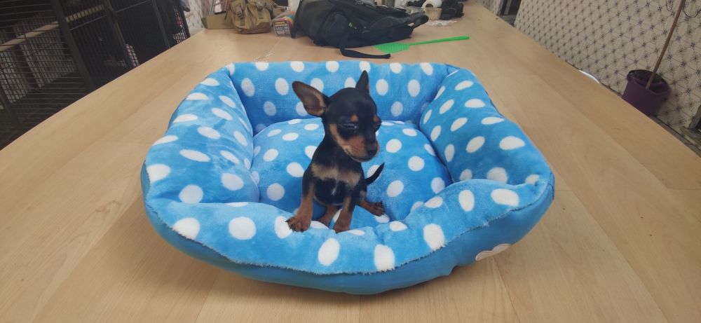 Pinscher pincher miniatura criado em ambiente familiar