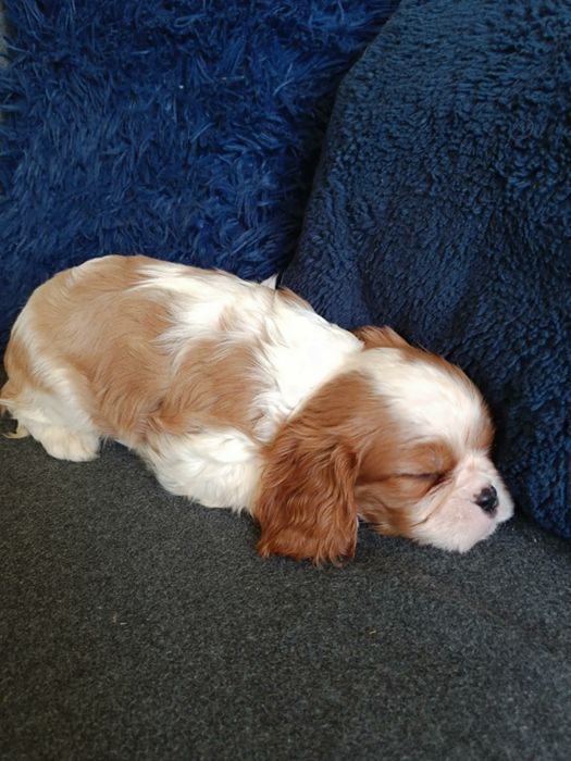 Cavalier King Charles Spaniel Blenheim (Suczka)