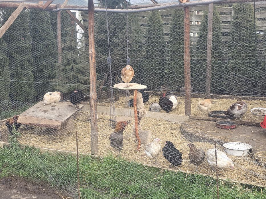 Kury araukany kury rosy kury silki