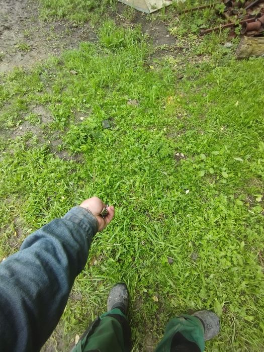 Свинокол с трёх линейки