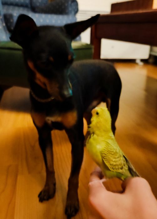 Periquitos Australianos