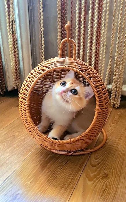 Симий красивий і лагідний