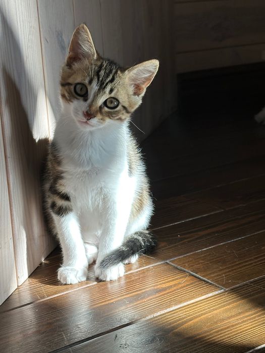 Маленький котик 3,5 мес ищет дом… котенок отдам