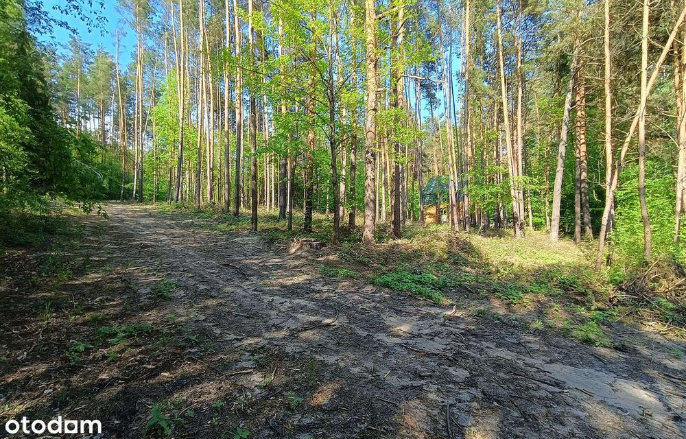 Działki budowlane wśród sosen | Grabnik k/Krasnobrodu | Roztocze