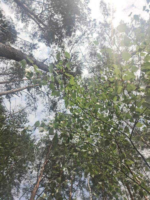 Sprzedam działkę budowlaną z własnym lasem, dla inwestora - Więcej