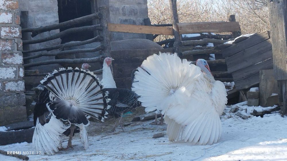 Індики і індички