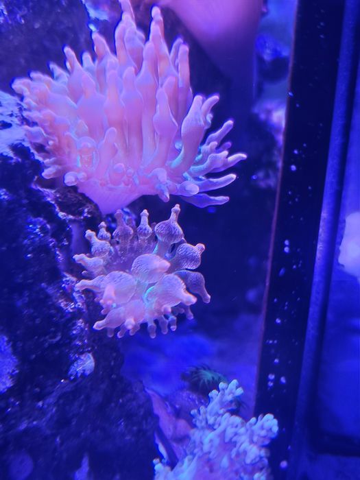 Ukwial quardicokor  po podziale