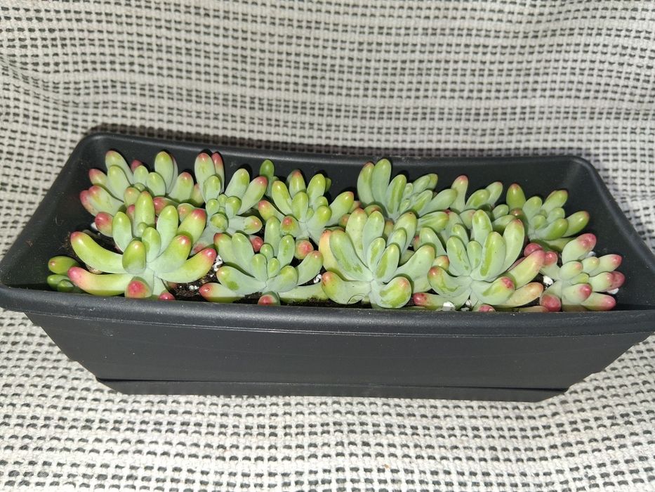 Decoração Natural