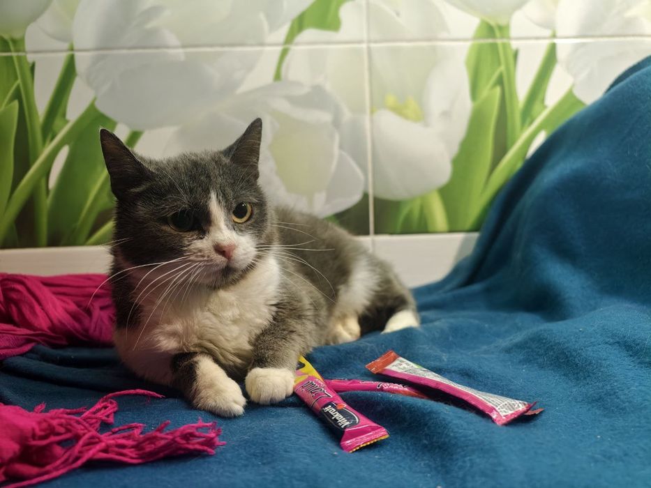 Кішечка, справжня сіро - біла пані, очікує своїх людей