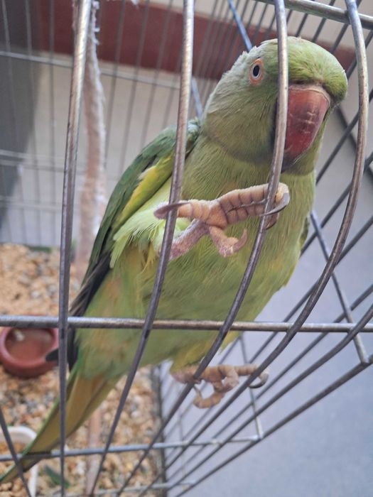 Ringnek  2 anos e meio com a gaiola