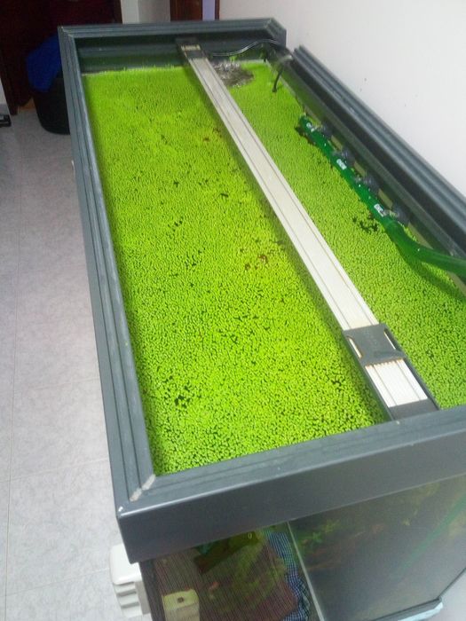 Duckweed porções generosas