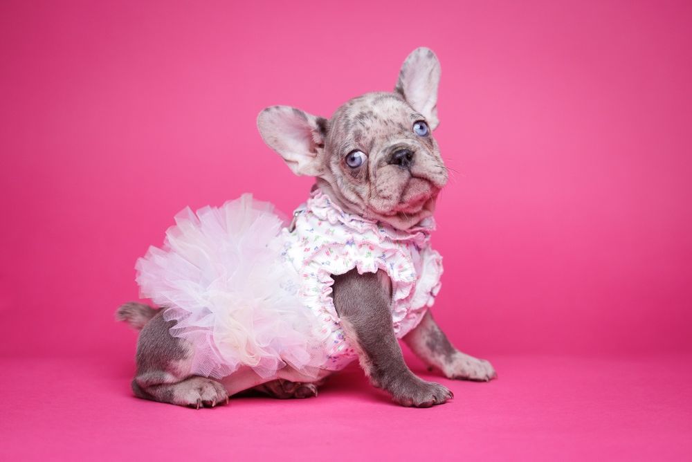 Buldog francuski* sunia* lilac merle