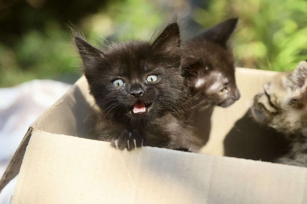 Зовсім крихітні кошенята шукають родини