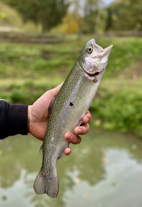 БУДИНОЧКИ В КАРПАТАХ | Королівське місце | ЧАН