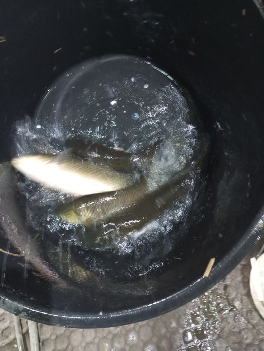 Amur większy dowóz