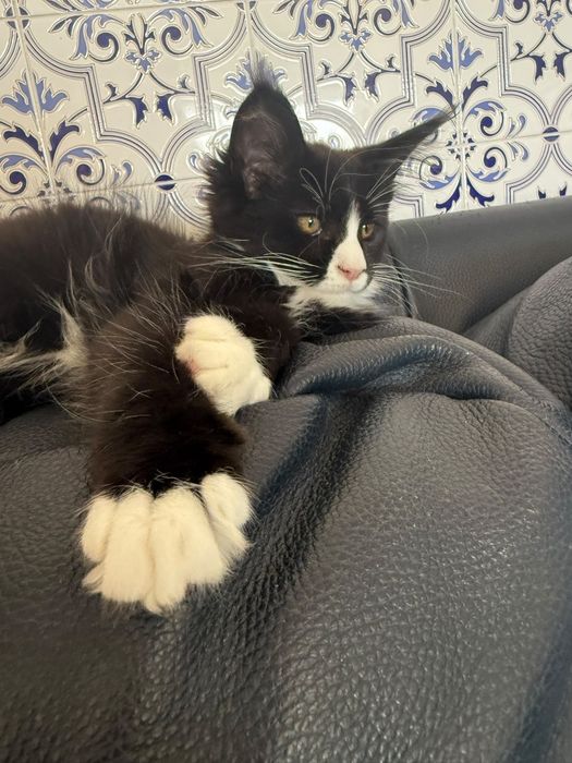 Mainne coon femea