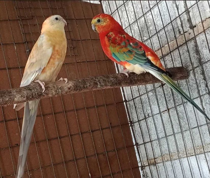 Red ranps laranja fêmeas