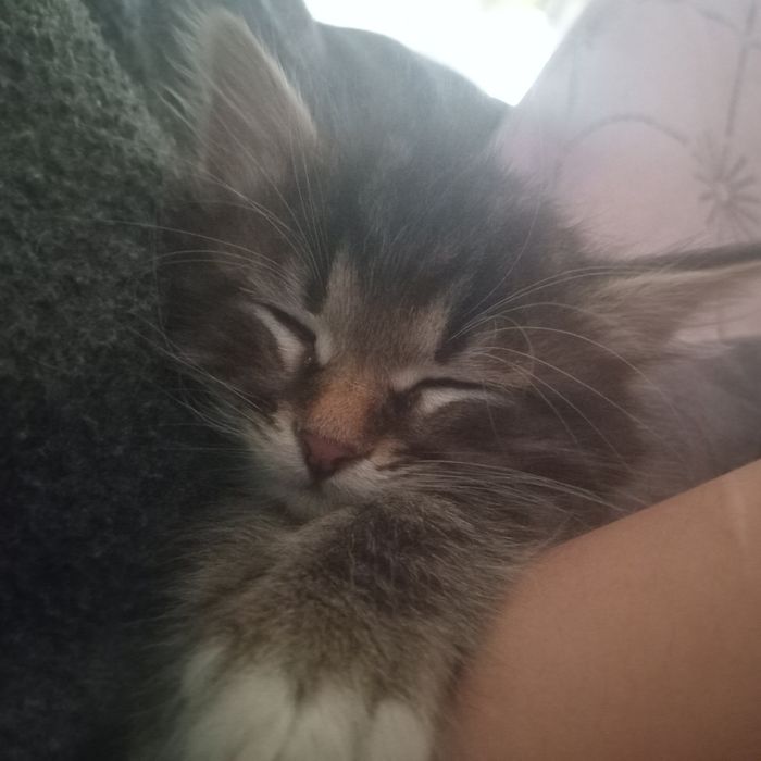 Отдам котенка бесплатно