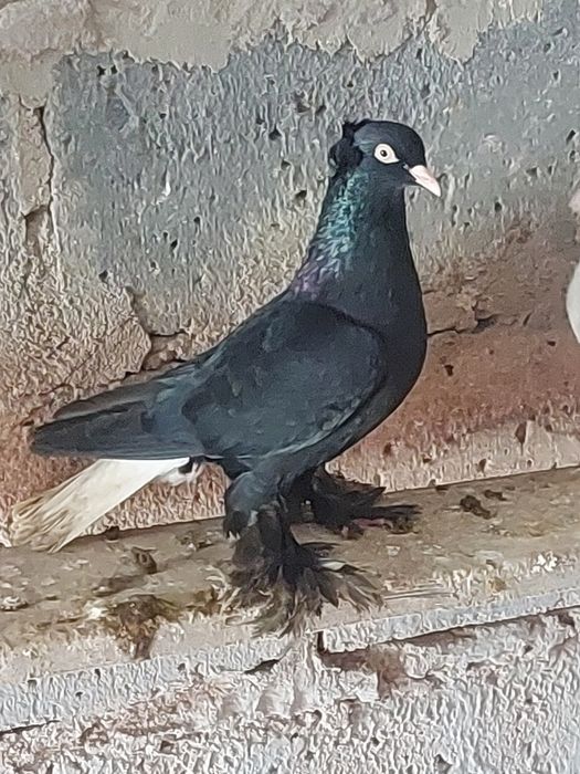 Wyszfanc samiec 25 r