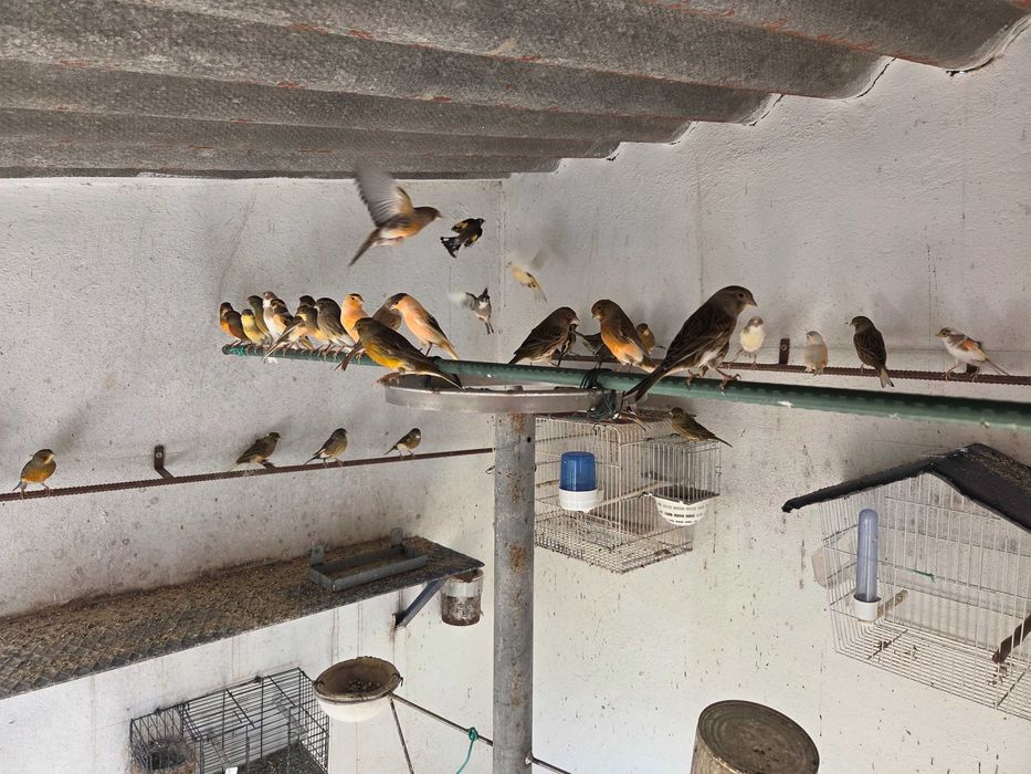 Canários mosaicos vermelhos e variáveis