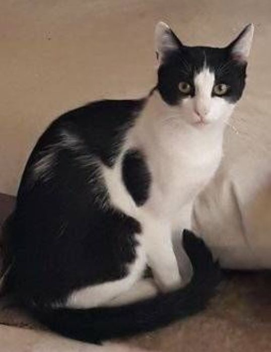 Отдам даром в добрые руки котиков и кошечек