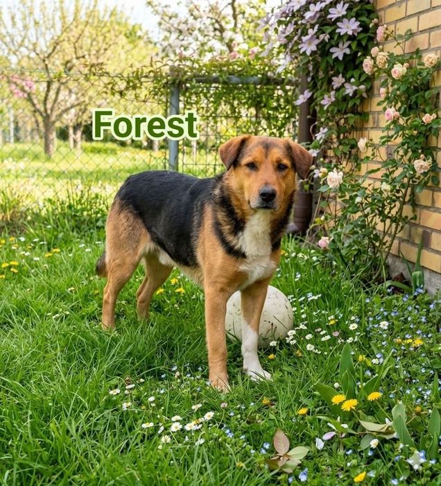 Forest do adopcji