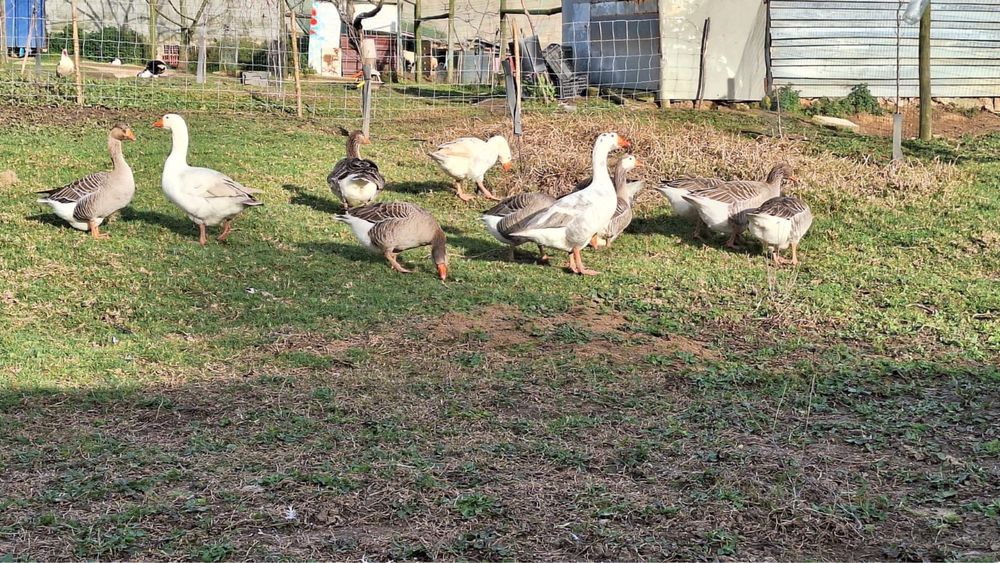 Vendo casais de gansos (2 fêmeas e 1 macho)