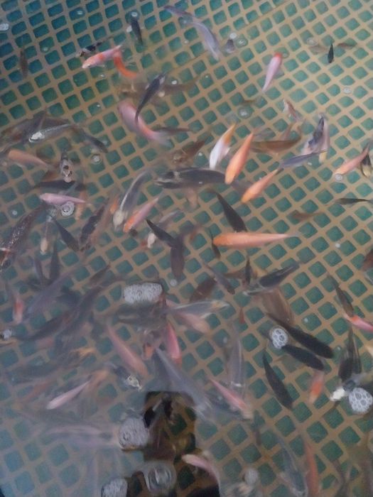 Karp koi z własnej hodowli