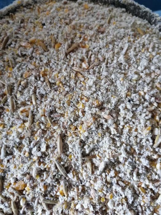 Kukurydza cała mielona sucha worki 25kg trasport