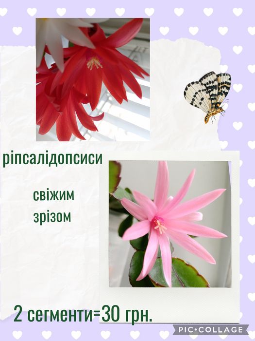 Філодендрон. Епіпремнум. Сингоніум