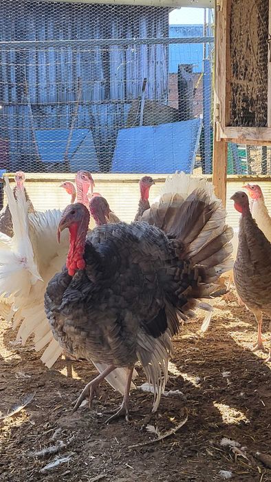 Młode indyki białe