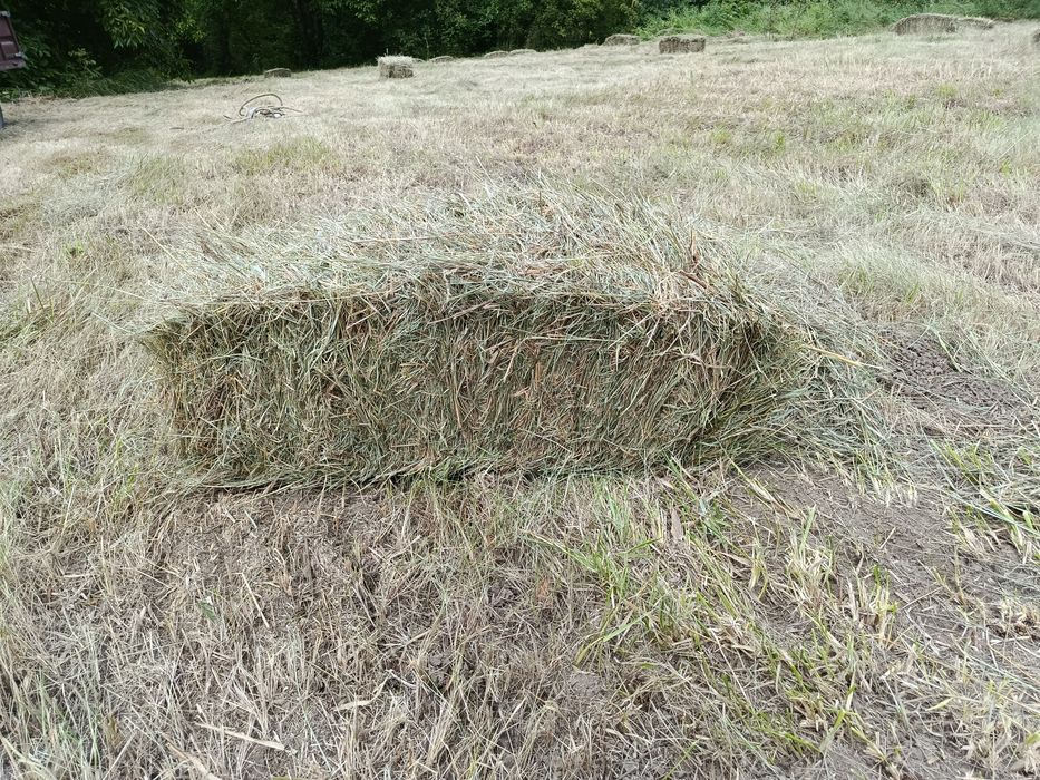 Тюки сіна продам