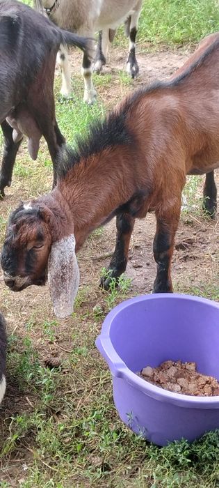 Сто процентний англонубійський козел на паровку.