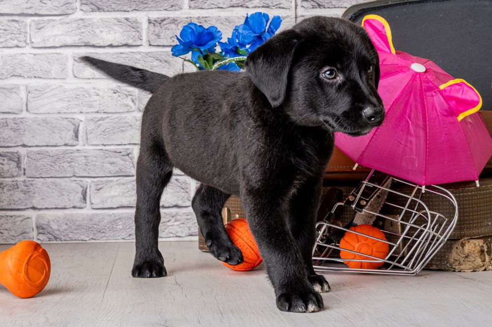 Цуценята Лабрадора з розплідника
Професійний підхід до розведення, від