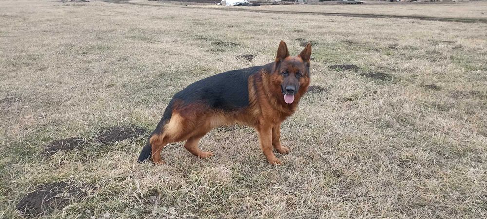 Кобель чистокровной немецкой овчарки на вязку.