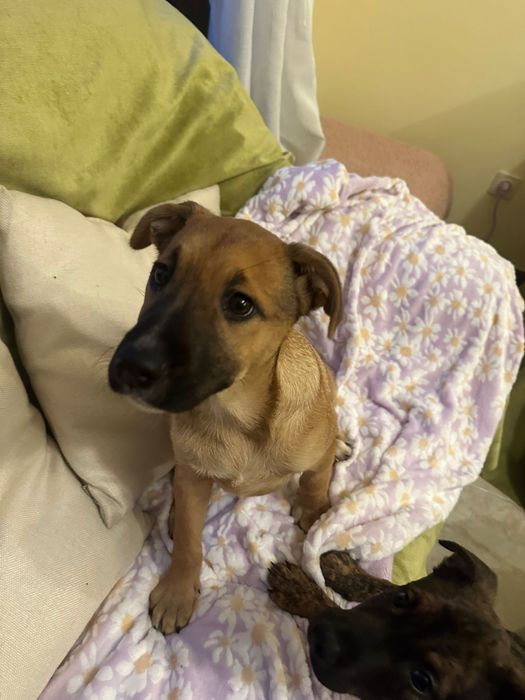 MELLOW - cachorra para adoção responsável