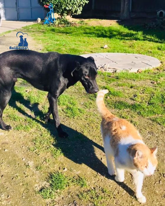 Nero - cão de porte grande