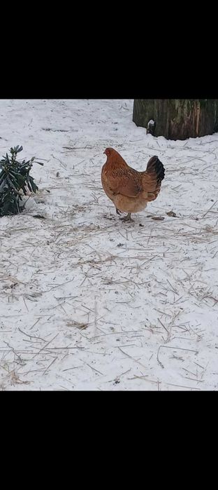 Kurki koguty liliputki