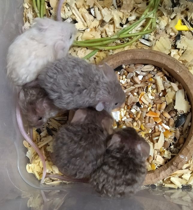 Тексель - кудряві, атласні - сатинові малюки мишки, миші, мишенята