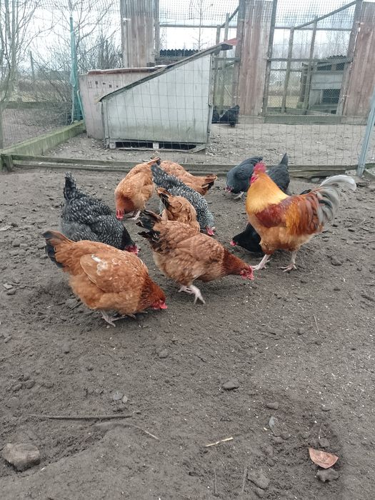 Jaja lęgowe pisklęta 5 ras